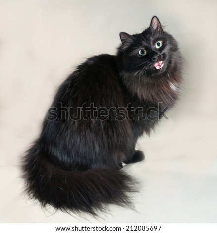 Fluffy black cat sitting on yellow background with his tongue hanging out