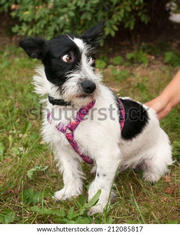 Little bearded dog harness in pink on background of green grass
