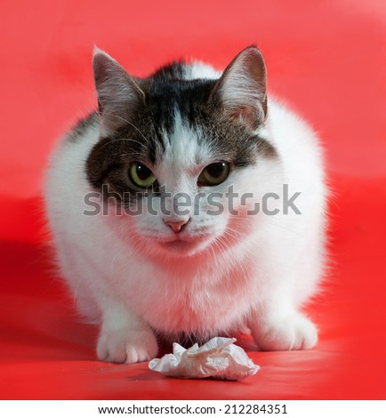 Thick fluffy white cat with spots sitting on bag of valerian on red background