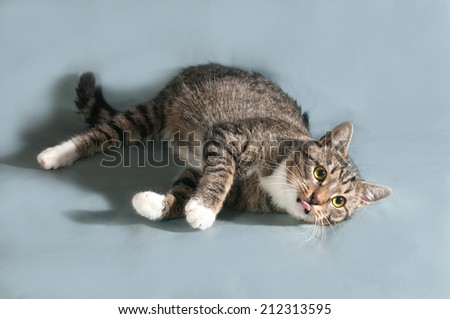 Tabby cat with yellow eyes and his tongue lies on gray background