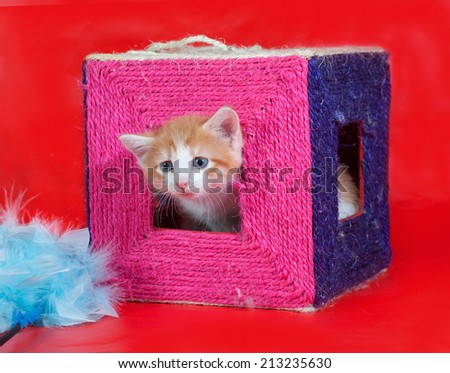 Small red and white kitten gets out of scratching posts on red background