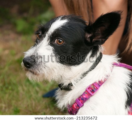Little bearded shaggy dog sitting in grass near human knee