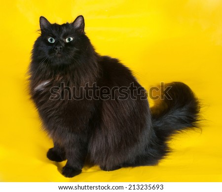 Fluffy black cat with green eyes sitting on yellow background
