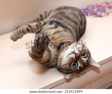 Tabby cat with crazy views lying on cupboard upwards paws