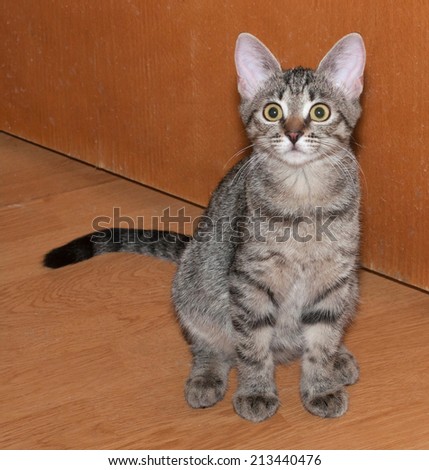 Tabby kitten with yellow eyes sitting on background of door