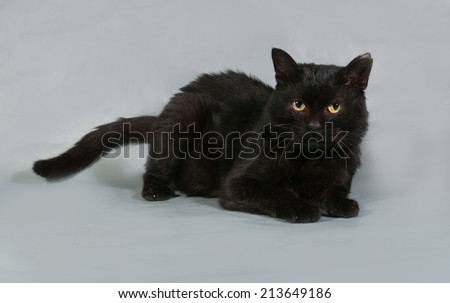 Black cat with yellow eyes lying on gray background