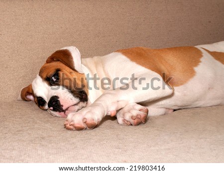 White dog with red spots lying on gray sofa