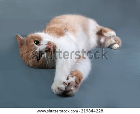 Chestnut and white cat lying on blue background
