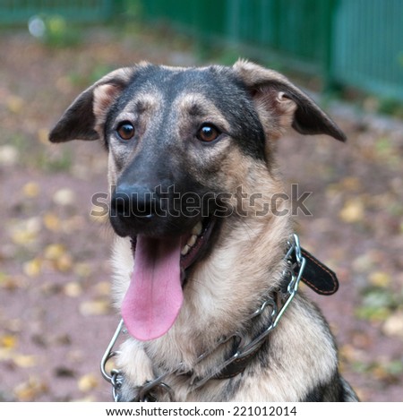 Brown dog in metal collar on green background