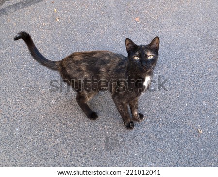 Black and red skinny stray cat is standing on asphalt