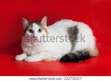 Thick white cat with colorful tail sitting on red background
