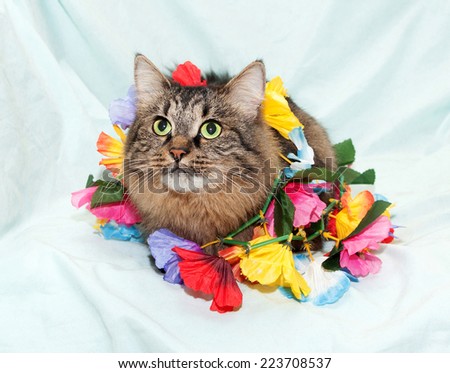 Striped fluffy Siberian cat plays with flower garland on pale blue background