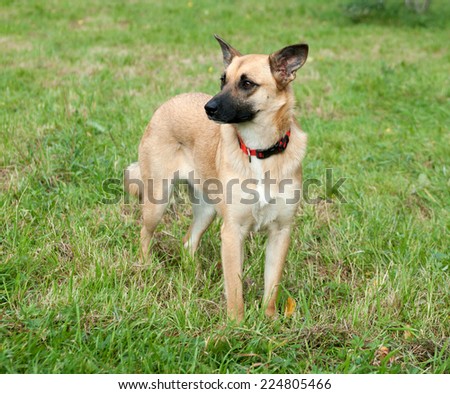 Large yellow dog in red collar on background of of green grass
