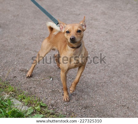 Little red dog on leash on background of garden path