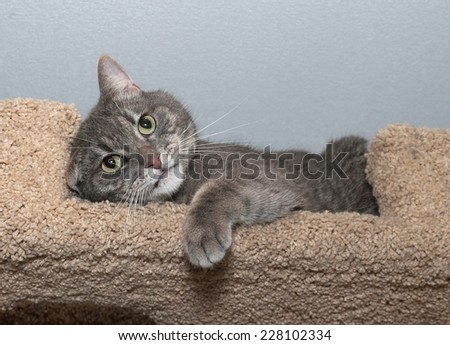 Striped gray cat with green eyes lies on scratching posts