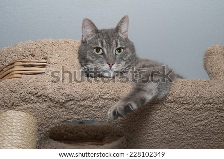 Striped gray cat with green eyes lies on scratching posts