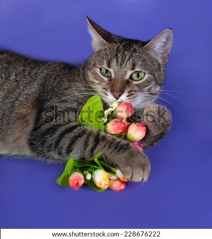 Thick striped cat lying with bouquet of flowers in his paws on blue background