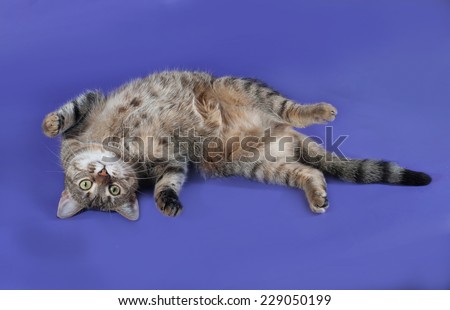 Thick striped cat lying on her back on blue background
