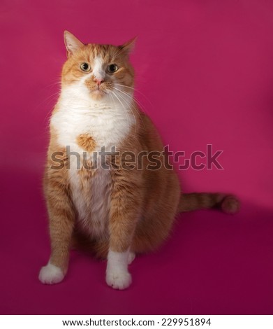 Thick angry red and white cat sitting on pink background