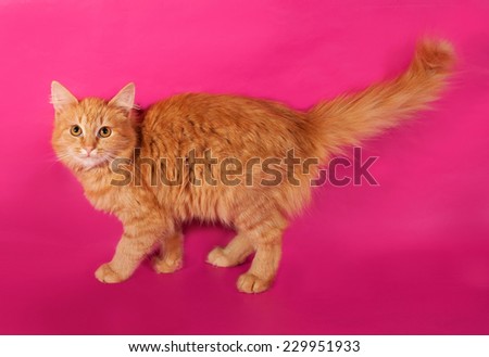 Red fluffy kitten sneaking on pink background