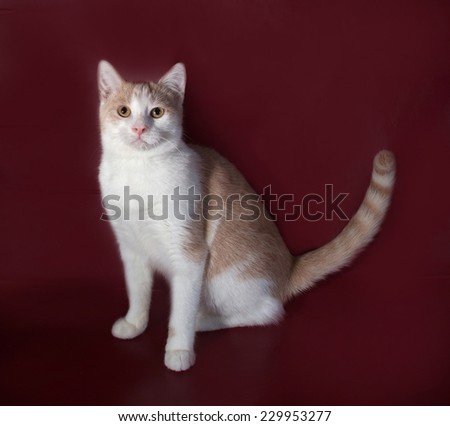 White and red cat sitting on burgundy background