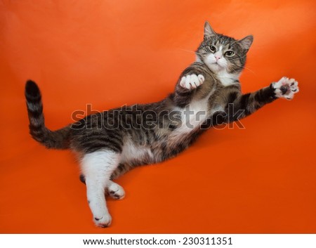 White and striped spotted cat plays on orange background