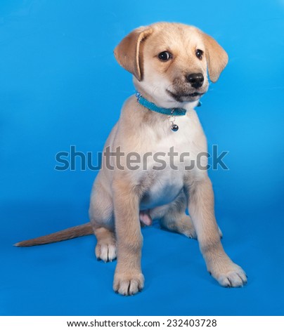 Little yellow puppy in blue collar sitting on blue background