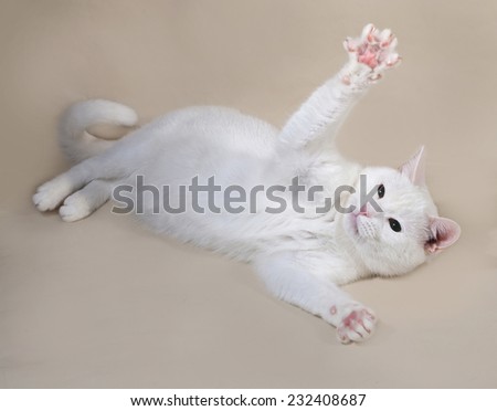 White fat cat lying on gray background