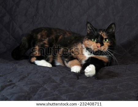 Tricolor cat lies on black quilted blanket