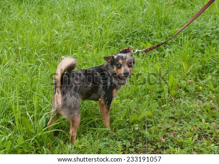 Little black with a yellow dog with pink collar on background of grass