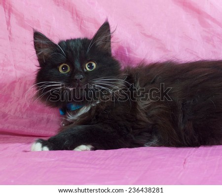 Black fluffy kitten lying on pink background
