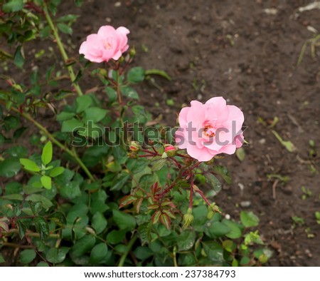 Blooming pink rose on earth background and green leaves