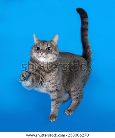 Gray tabby cat scratched on blue background