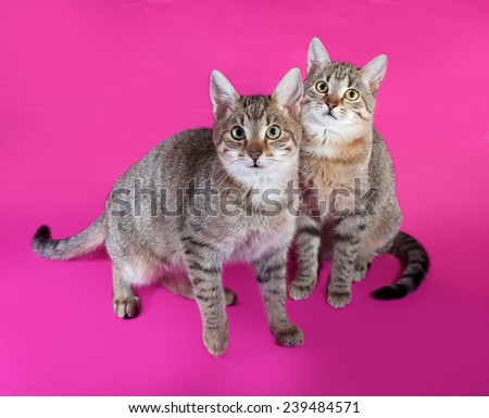 Two striped kitten standing on pink background