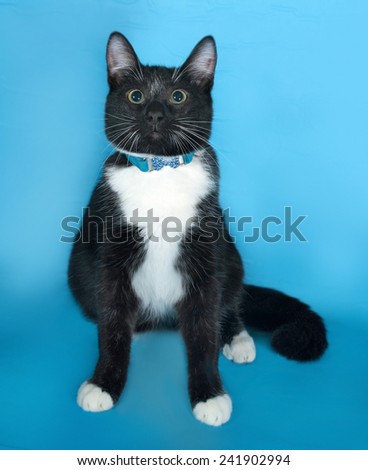 Black and white Cat in blue collar sitting on blue background