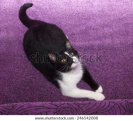 Black and white cat lying on purple couch