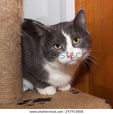 White and gray cat sitting on background scratching posts
