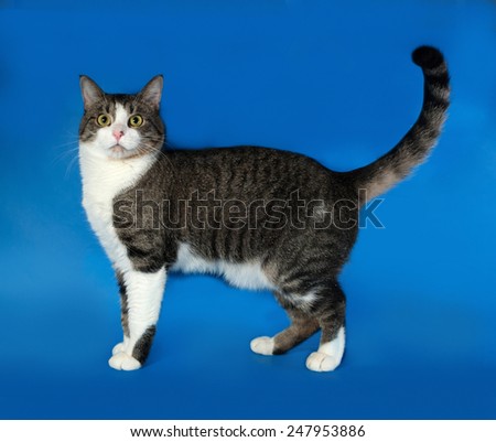Tabby and white cat standing on blue background