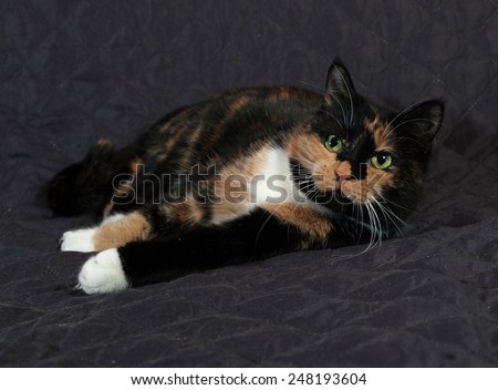 Tricolor cat lies on black quilted blanket
