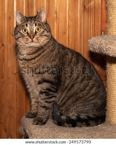 Tabby cat sitting on brown scratching post
