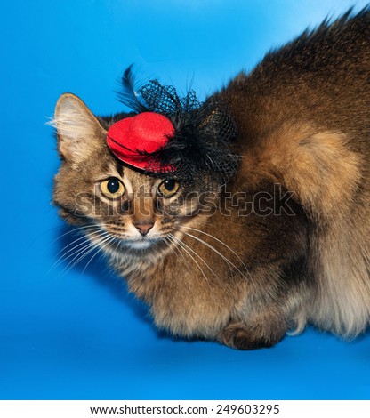 Brown cat in red hat on blue background