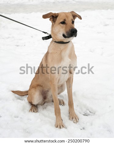 Yellow dog sitting on white snow
