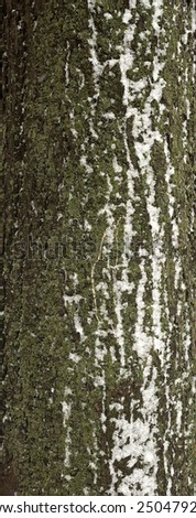 Texture of old tree bark covered with green moss and snow