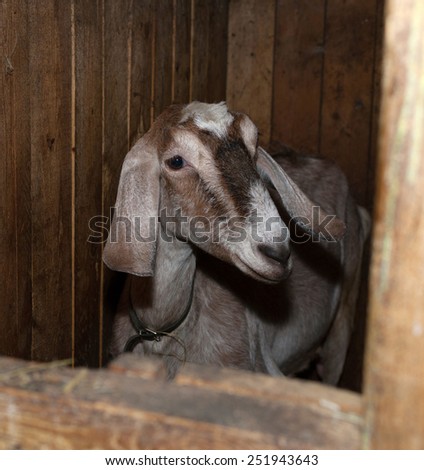 Nubian brown goat in barn