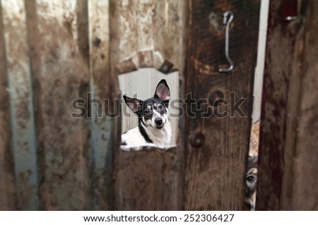 White and black dog peeking through window in dirty gate