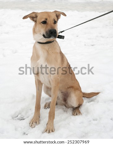 Yellow dog sitting on white snow