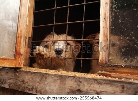 Red shaggy dirty dog looks out from behind window bars