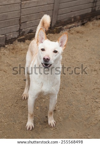 White dog standing on background of fence and dirty sawdust