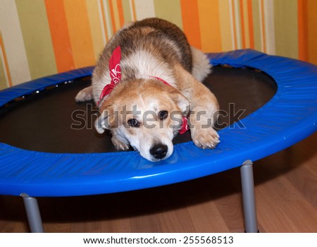 Red dog in red bandanna lying on trampoline