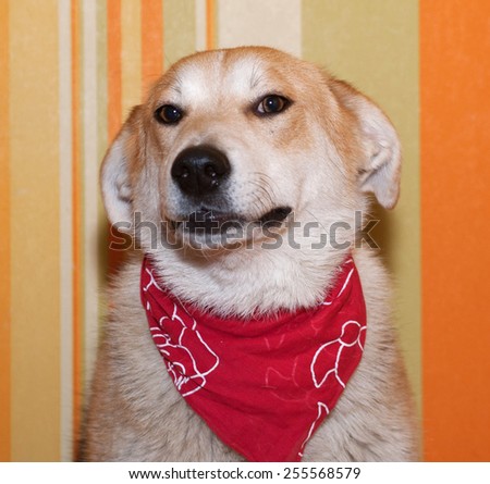 Red dog in red bandanna on background of striped wallpaper